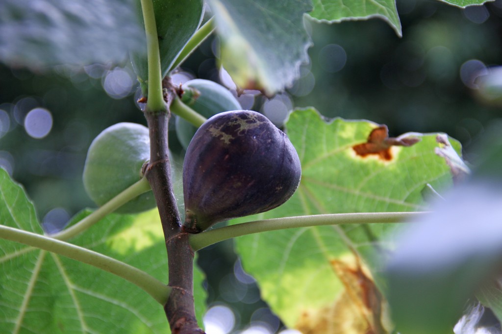 Black Mission Fig