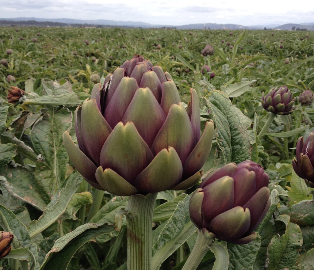 sangria artichoke