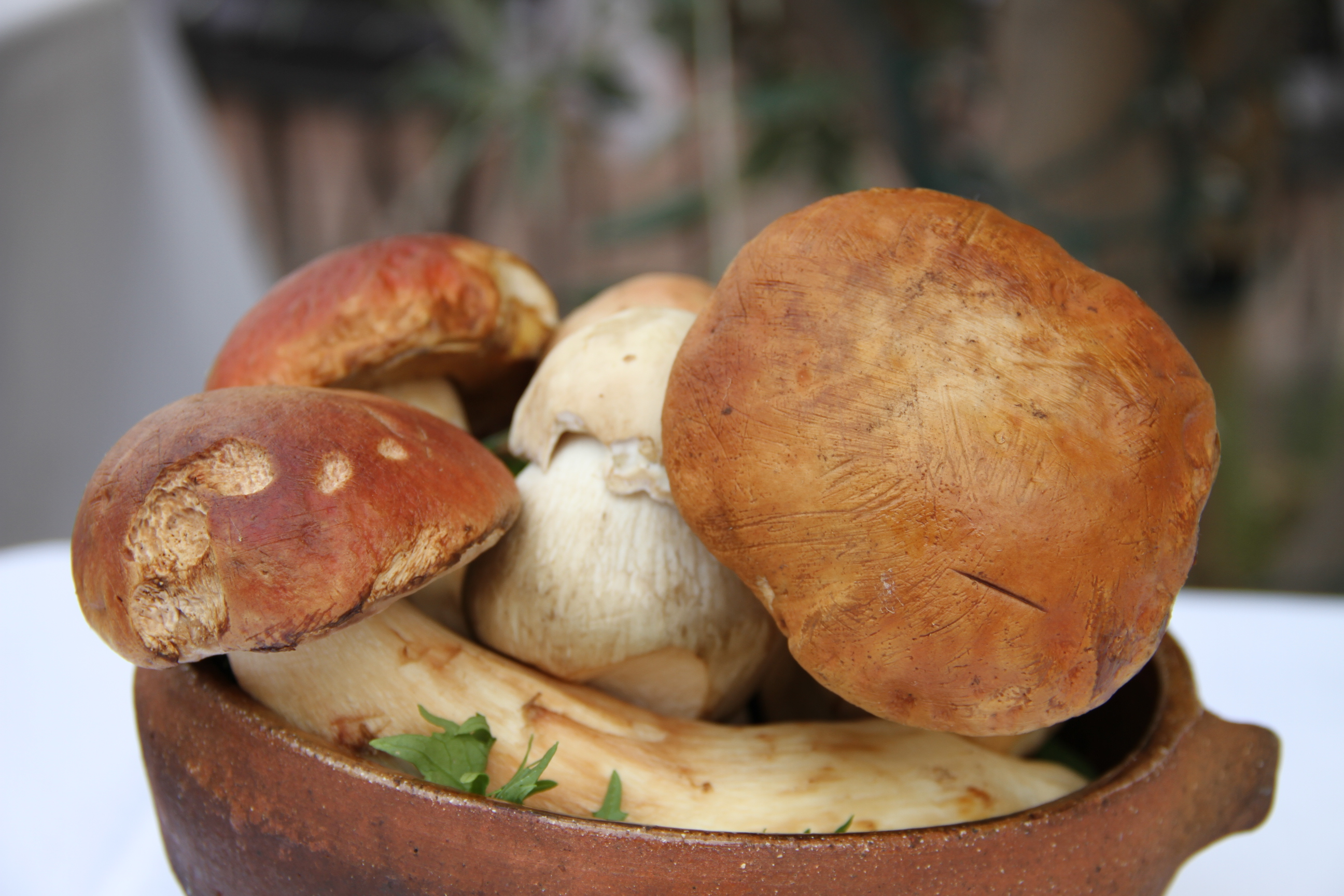 Porcini MushroomsForage first then eat. • My Well Seasoned Life